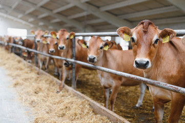 Jersey cows standing in a barn eating hay