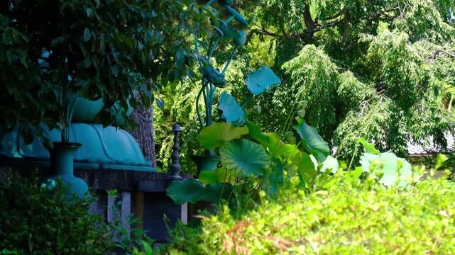 日本、奈良、蓮、佛寺、寺院、花、日本文化、歷史名勝、文化財、木、綠色、青空、写真素材
