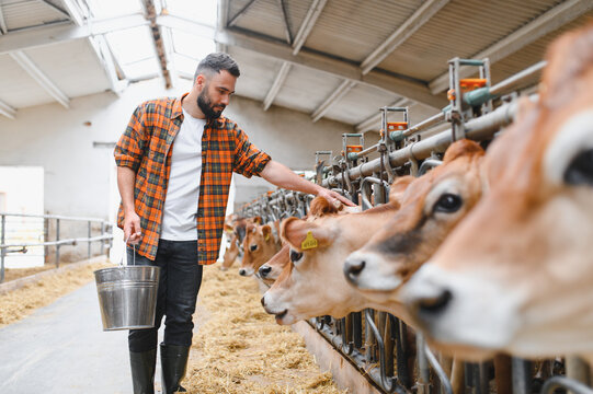 Farmer holding bucket taking care of jersey cattle in barn