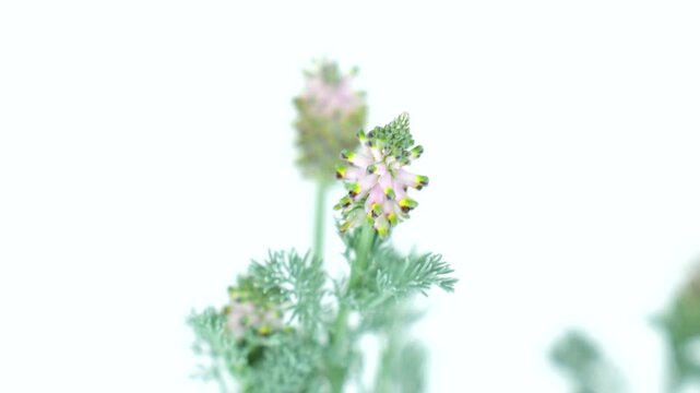 Close-Up of Platycapnos spicatus, Spiked Corydalis, Pale Pink Tubular Flowers on White Background