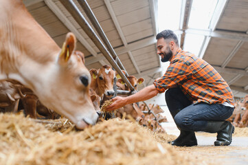 Farmer feeding jersey cattle in barn, sustainable dairy farming practices