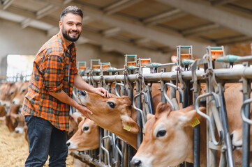 Farmer caressing jersey cow in cowshed, modern dairy farm
