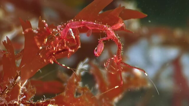 Witness the ethereal dance of skeleton shrimp in their natural habitat. Macro marvels cling to vibrant algae in the depths of the White Sea, Arctic waters teeming with life.