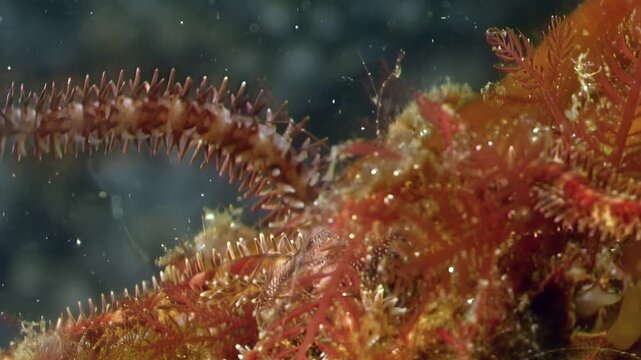 Marvel at the underwater beauty of the White Sea. Macro examination of intriguing creatures dwelling within the Arctic environment. Filmed during early springtime conditions.