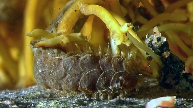 Experience the tiny world of a Chiton amidst algae and other inhabitants. Macro exploration reveals the secrets of marine life in the cold, clear waters of the White Sea.
