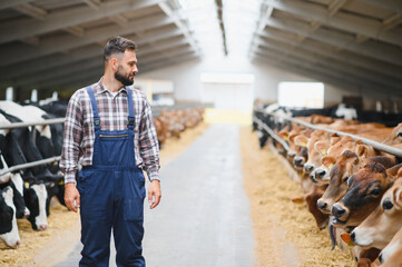 Farmer walking and controlling cows in cowhouse