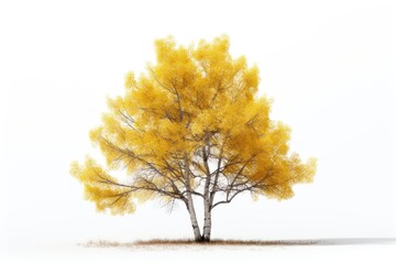 Fototapeta premium Aspen tree plant white background tranquility.