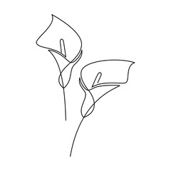 Hand drawn calla lily flower vector. Linear icon. Line continuous drawing. Floral design, botanical print, card, wall art poster, logo, sign, doodle, symbol. Abstract cartoon plant illustration
