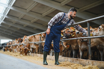 Farmer taking care of jersey cattle in modern barn, cow farm management