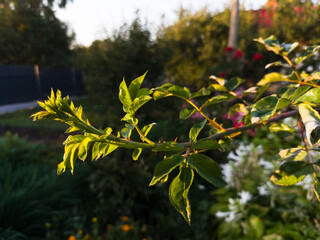 A branch of a tree with green leaves in a garden