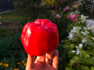 A person holding a red bell pepper in their hand