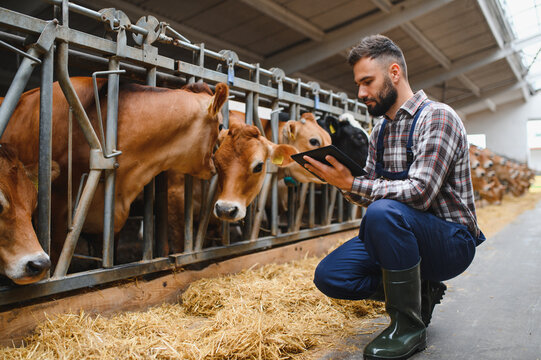 Farmer using digital tablet while monitoring cows in barn