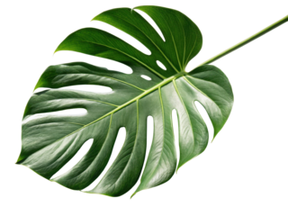Large green monstera leaf with distinct splits and holes, showcasing its vibrant texture and natural beauty