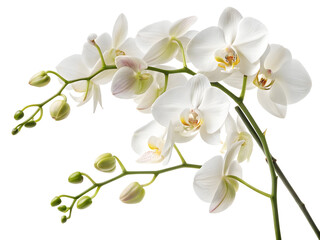 Obraz premium Delicate White Phalaenopsis Orchids in Full Bloom Against a Black Background Showcasing Intricate Floral Details and Green Stems with Buds