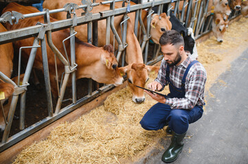 Farmer using tablet and examining jersey cattle in barn