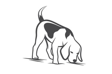 Isolated Beagle Dog Sniffing Ground on White Background