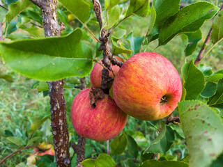 A bunch of red apples hanging from a tree branch