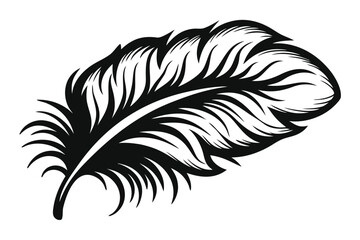 Obraz premium Isolated black feather is beautifully detailed on a white background, showing delicate patterns
