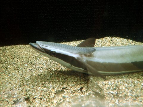 suckerfish in a aquarium