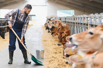 Farmer cleaning barn floor while cows are eating hay