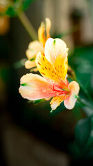 Fototapeta premium beautiful orange Alstroemeria flowers are blooming in the garden