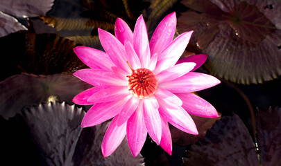 pink lotus flower and blur background