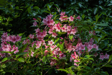 Obraz premium Vibrant bush Weigela Bristol Ruby adorned with clusters of delicate pink flowers, surrounded by lush green foliage, creating lively and colorful scene.Nature concept for design
