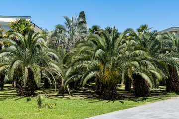 Charming city park with lush palm trees. Palm Canary date palms (Phoenix canariensis) grow on...