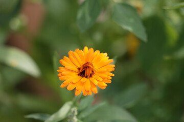 Close-up shot of a vibrant orange calendula flower in full bloom, with a blurred green backdrop.