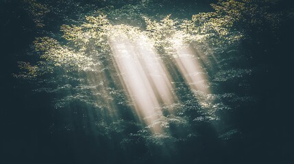 High-resolution capture of jungle sunlight beams breaking through dense foliage, taken with a 24mm f1.4 lens in 4K