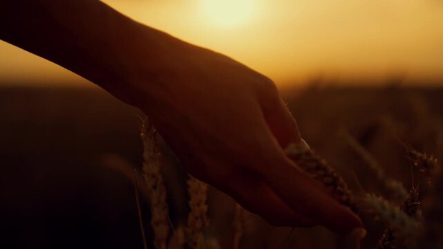 Unity of person and nature, closeup of female hands stroking rye ears in fields. Woman walking in farmland and admiring ripe golden wheat farmland, organic farming ecological region, bread production