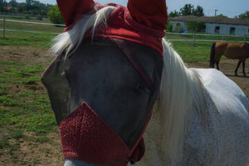 Horse with horse fly sheet and mask for protection against insects in a pasture