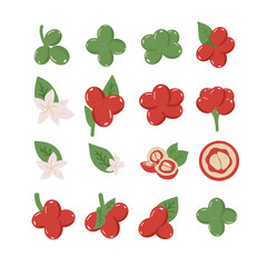 Coffee Plant Vector Set with Leaves, Flowers, bean, and Fruits