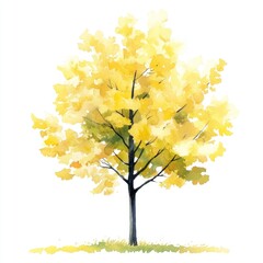 Ginkgo tree illustration watercolor painting.
