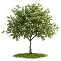Obraz premium tree isolated on white background