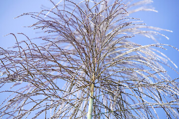 Delicate Flora Against Blue Sky with Soft Natural Light