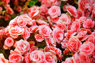 Vibrant Pink Begonia Flowers Blooming in Natural Light