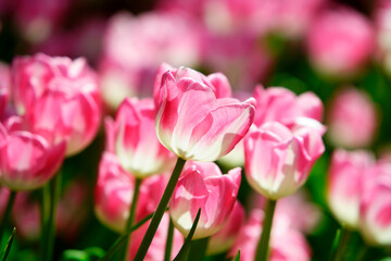 Beautiful Pink Tulips Blooming in a Vibrant Garden Setting