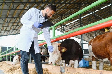 Veterinarian examining cow in modern barn, healthcare for livestock