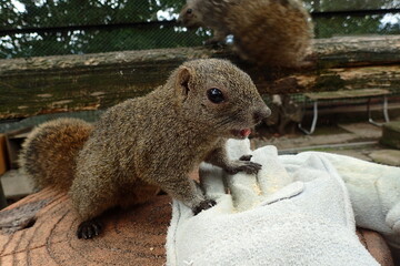 squirrel in a zoo