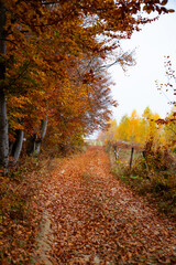 Obraz premium Autumn forest road with colorful leaves.