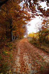 Obraz premium Autumn forest road with colorful leaves.