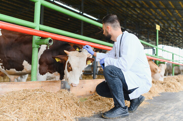 Veterinarian examining cow in modern barn using innovative techniques