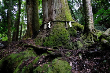 日本、京都、鳥居、神社、石の階段、文化財、木造建築、古代建築、日本文化、歷史名勝、文化財、木、林、綠色、水、川、青空、写真素材	