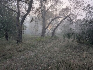 Early autumn morning with fog on the field and on the river