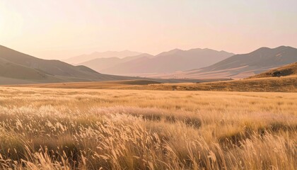 Obraz premium Golden field stretches towards hazy mountains in a warm, serene landscape at sunset