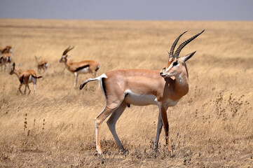 Thompson Gazelle in the Serengeti