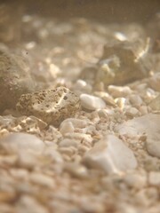 seashell on the beach