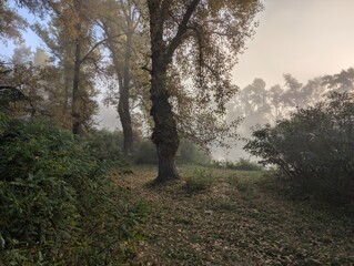 Early autumn morning with fog on the field and on the river