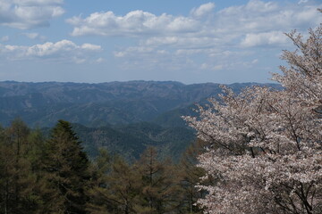 日本、京都,、比叡山、花、山、絶景、景色、春の絶景、ポット、神社、寺院、木造建築旅行、風景、旅、森,、自然、空,、春、木、写真素材	
